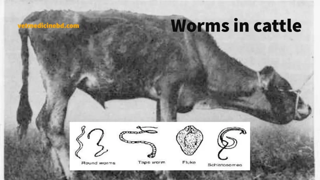 Worms in cattle