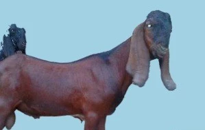 Beetal goat