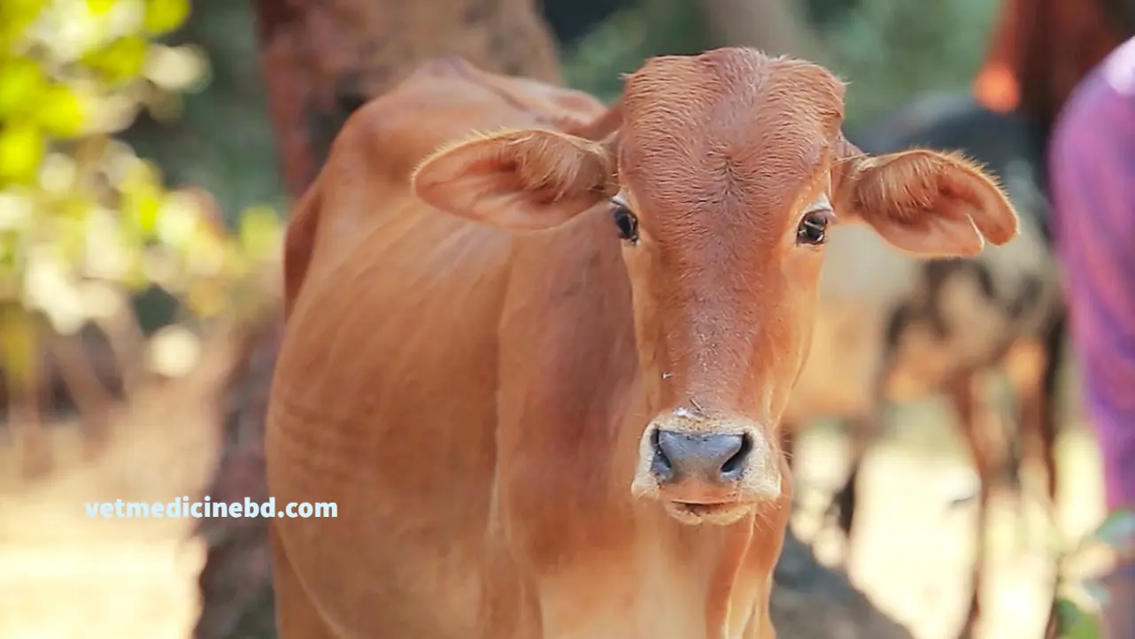 Bloating in cattle: Treatment and prevention » VetMedicineBD