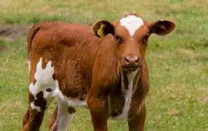 Calf Diphtheria Symptoms and treatment