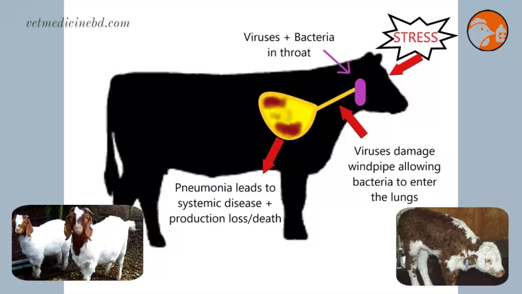 Cattle pneumonia
