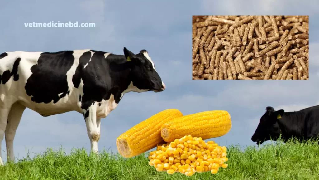 Wheat bran for cattle feed, usage and price » VetMedicineBD