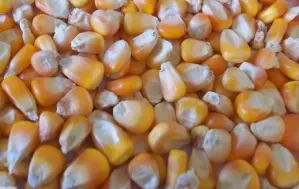 Corn for animal feed