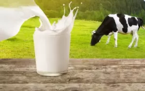 Cow milk Nutrition and benefits