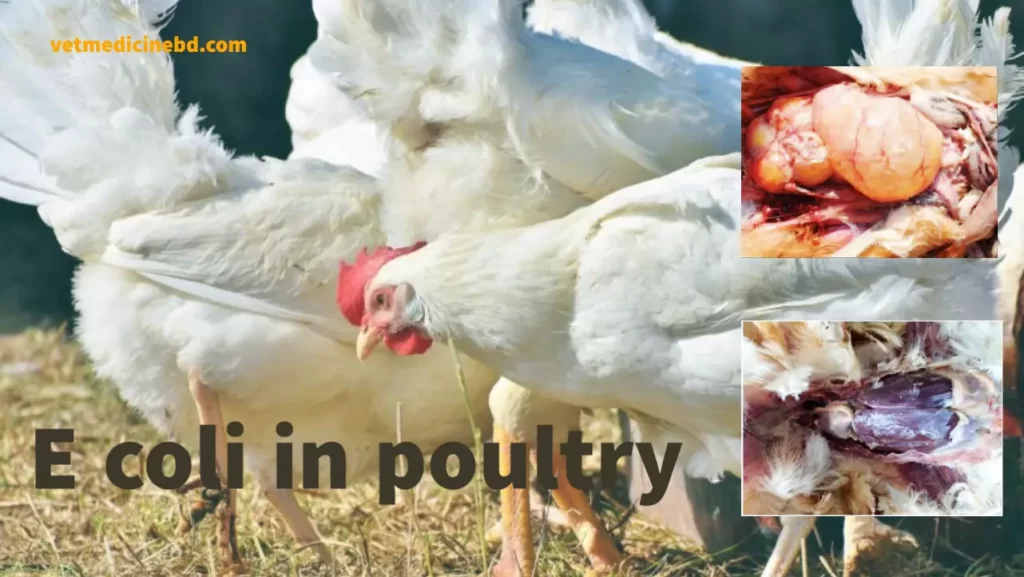 E coli in poultry