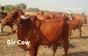 Gir cow
