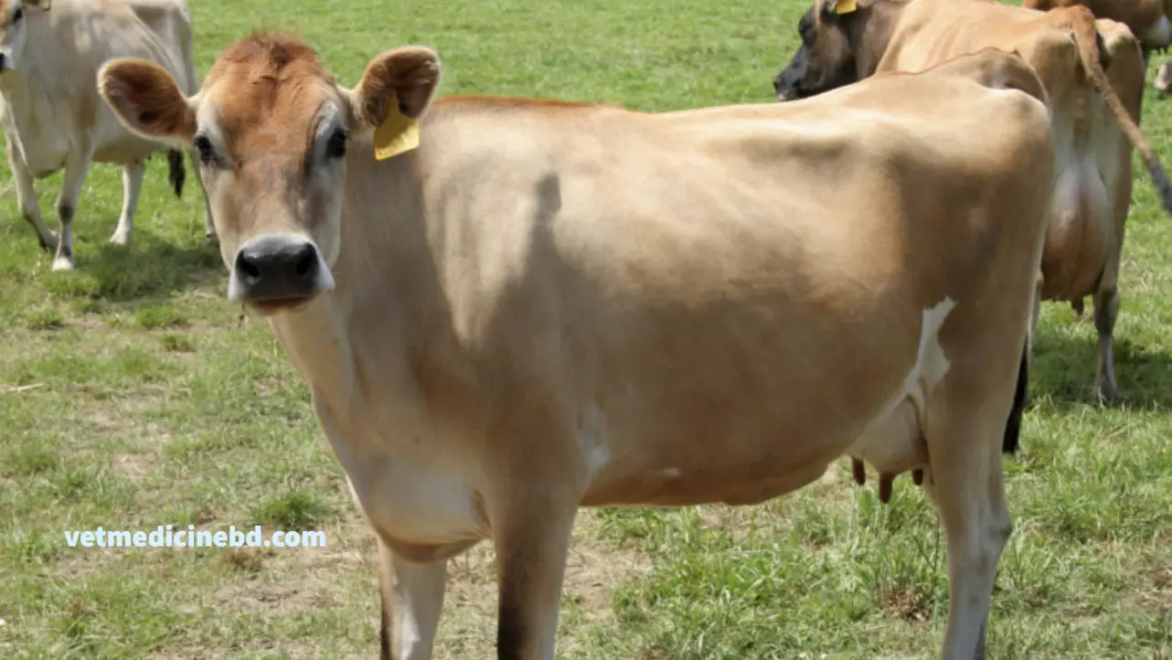 jersey cow milk fat percentage