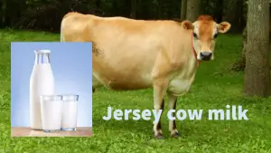 Jersey cow milk