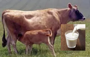 Jersey cow milk: Production