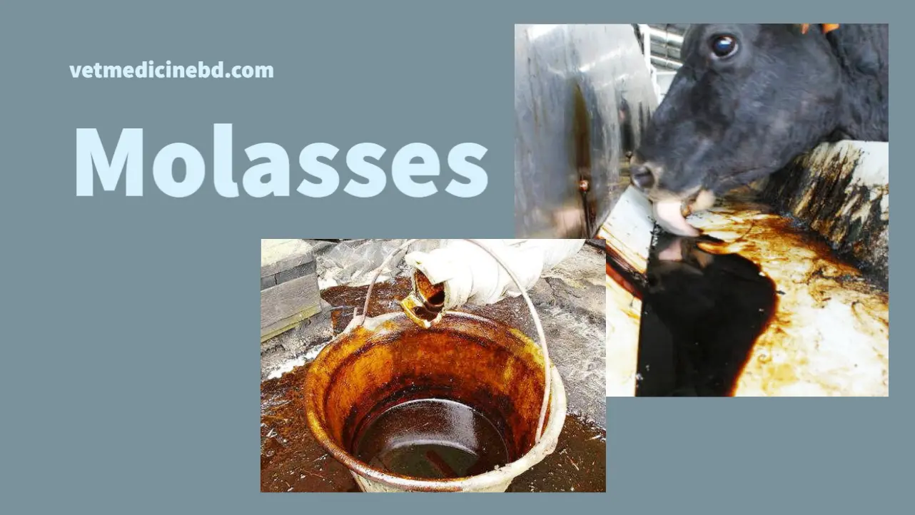 Molasses for cattle feed
