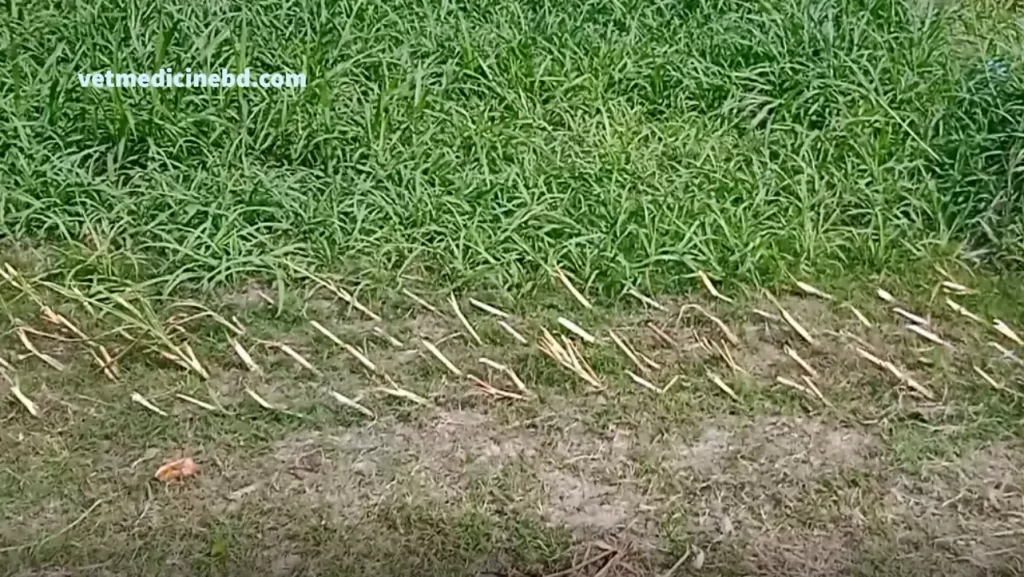 Super napier grass cutting