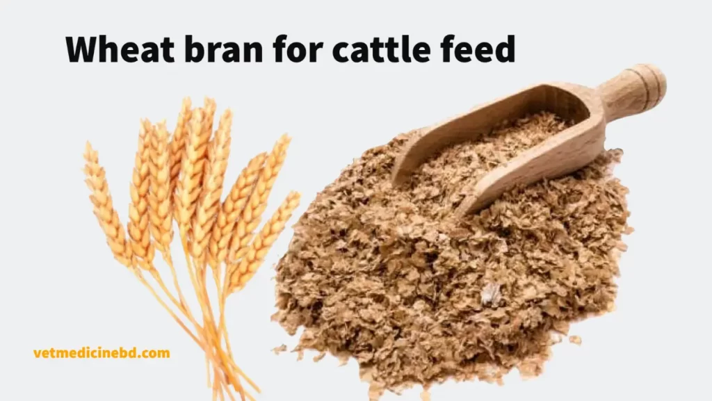 Wheat bran for cattle feed, usage and price » VetMedicineBD