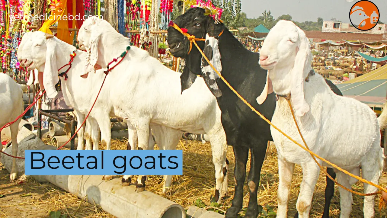 Beetal goat breed identification and rearing method