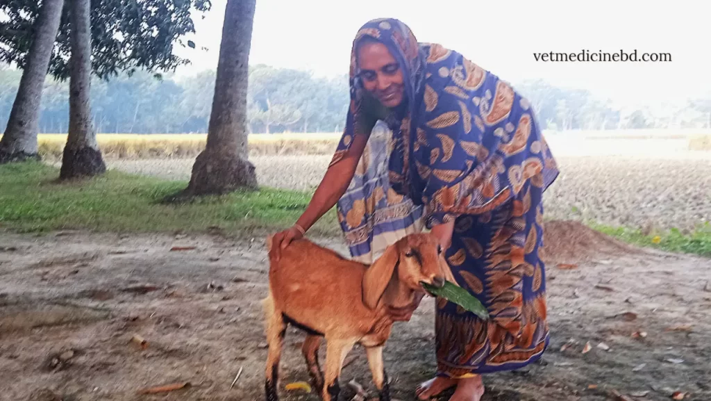 Livestock in Bangladesh