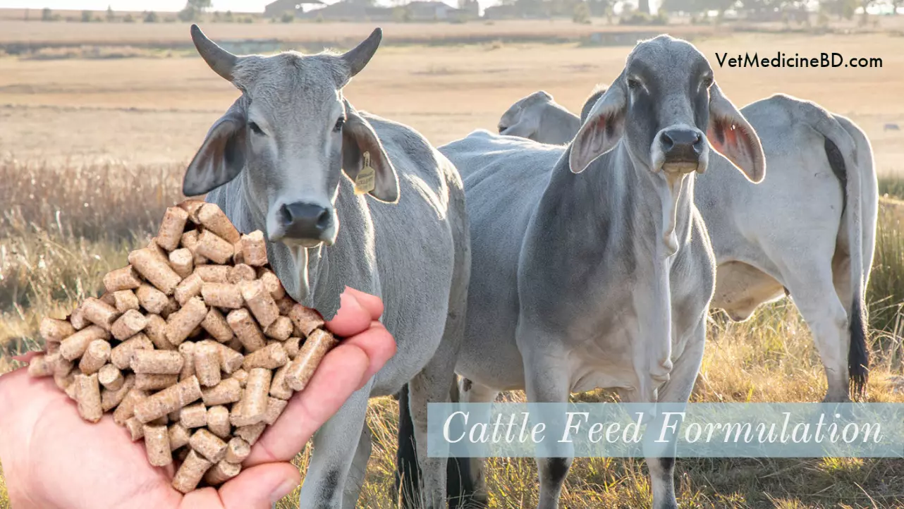 Cattle feed formulation and making at home » VetMedicineBD