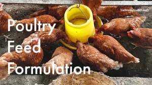 Poultry Feed Formulation