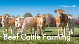 Beef Cattle Farming