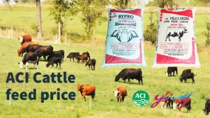 ACI Cattle Feed Price in Bangladesh