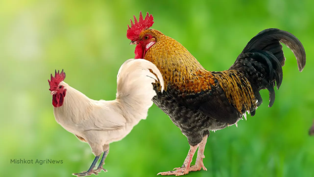 Cockerel chicken (Sonali) grower feed formulation (Low cost)