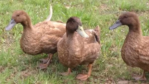 Khaki Campbell ducks