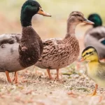 Symptoms of Duck Plague Disease