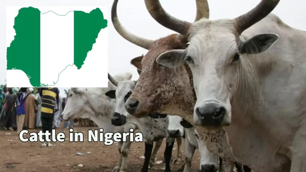 Cattle rearing in Nigeria