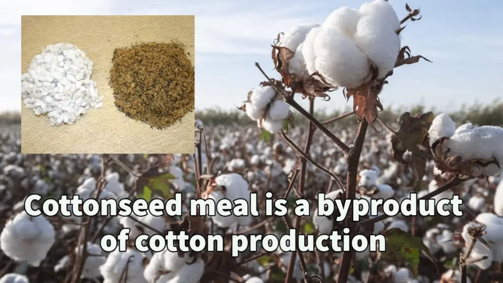 Cottonseed meal