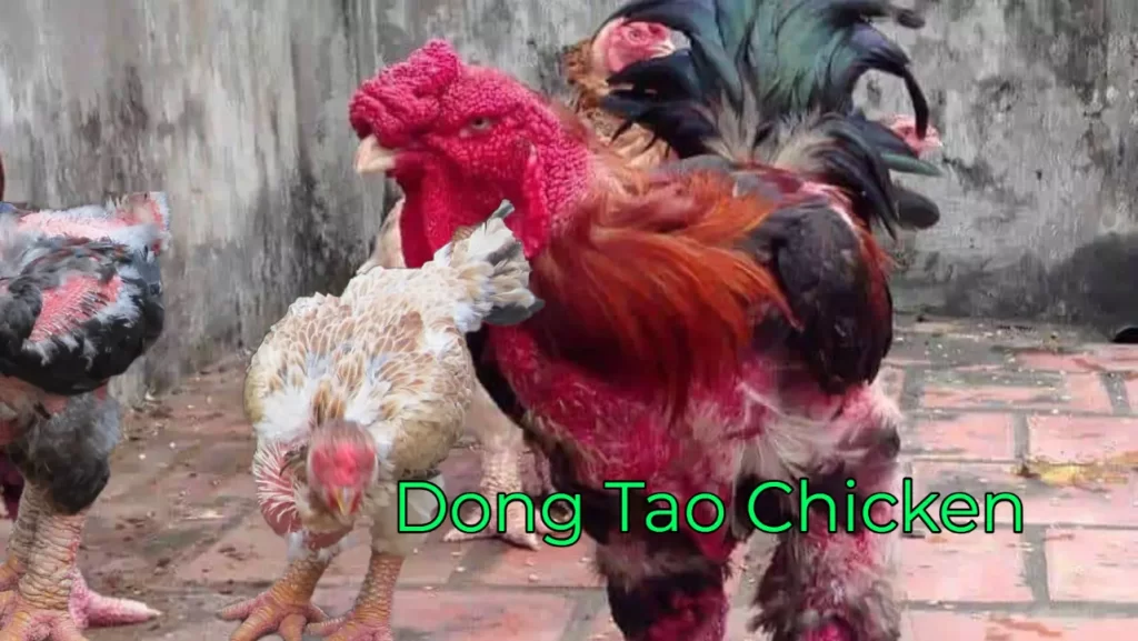 Dong Tao Chicken