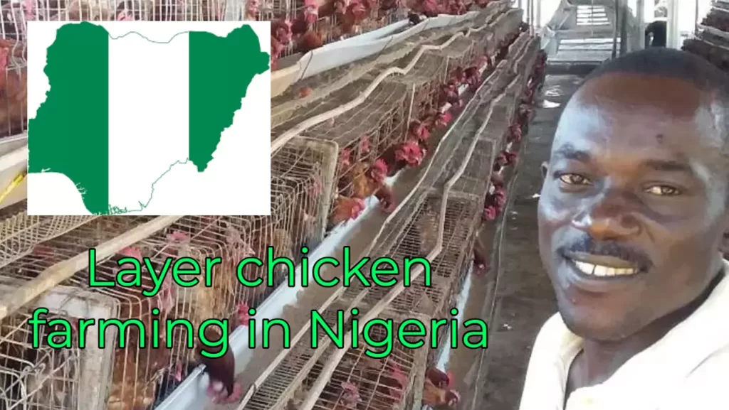 Layer chicken farming in Nigeria