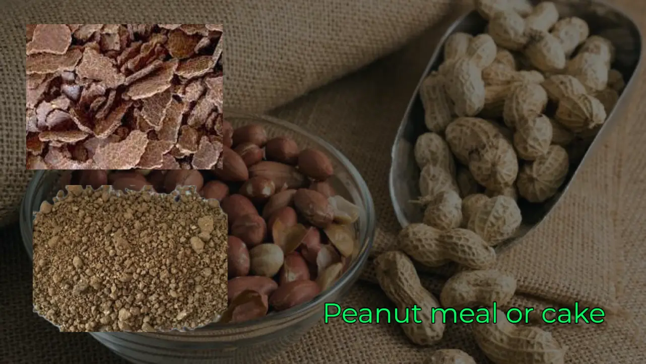 Cattle Feed Groundnut Cake, Packaging Type: Loose
