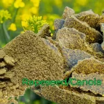 Rapeseed or Canola meal