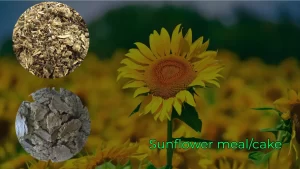 Sunflower meal or cake