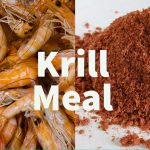 Krill meal