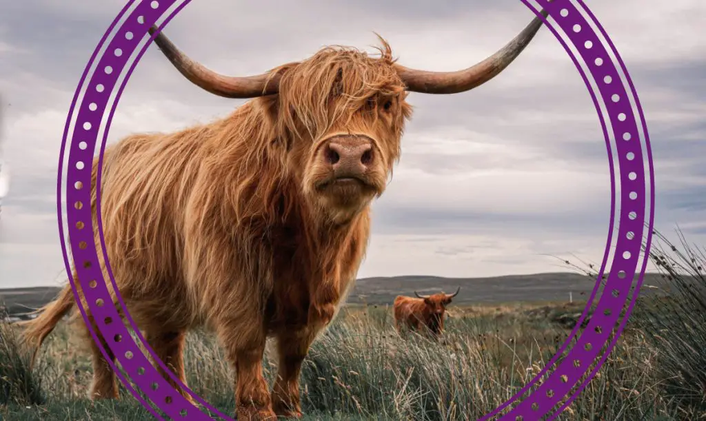 Long-haired cow breeds in the United States