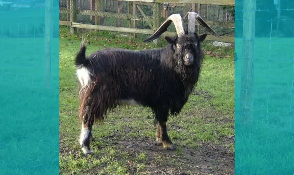 Old English Goat Characteristics